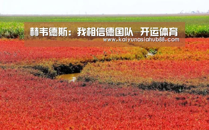 赫韦德斯:我相信德国队-开运体育(图3) 开运真人